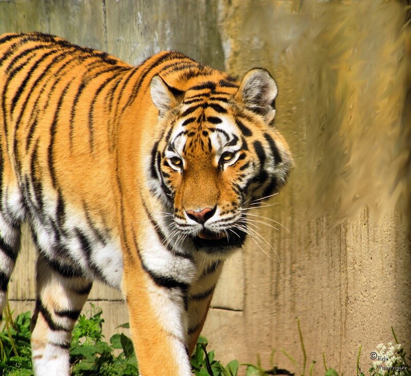 Tiger Walking Forward — Orange