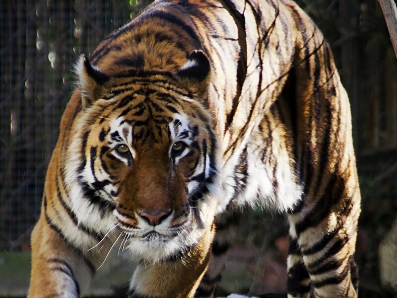 Tiger walking forward