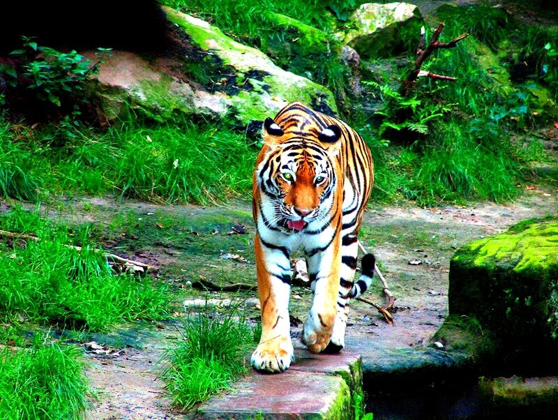 Tiger walking in a forest