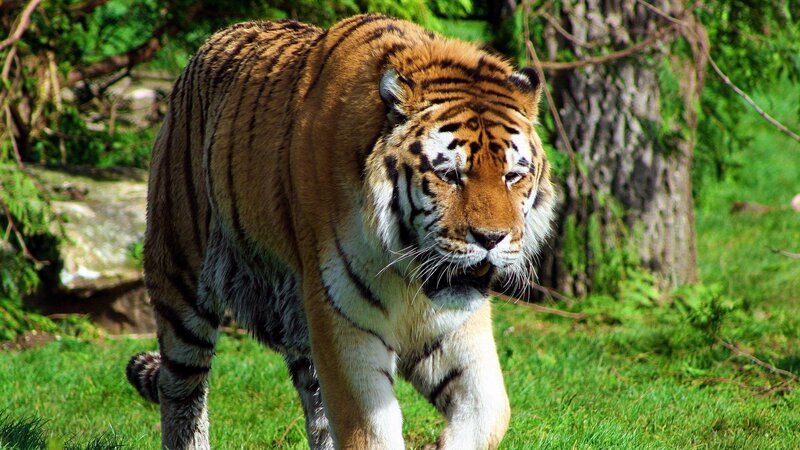 Tiger walking in a forest