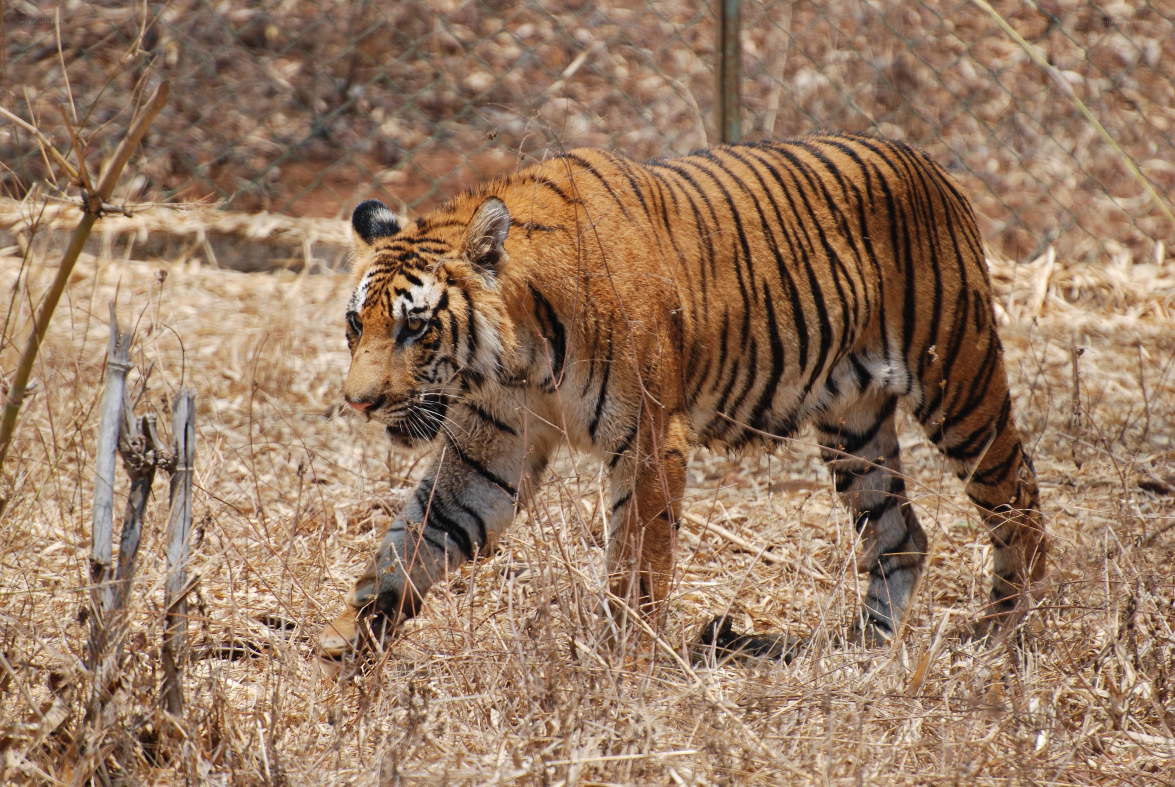 tiger walking in dry grass