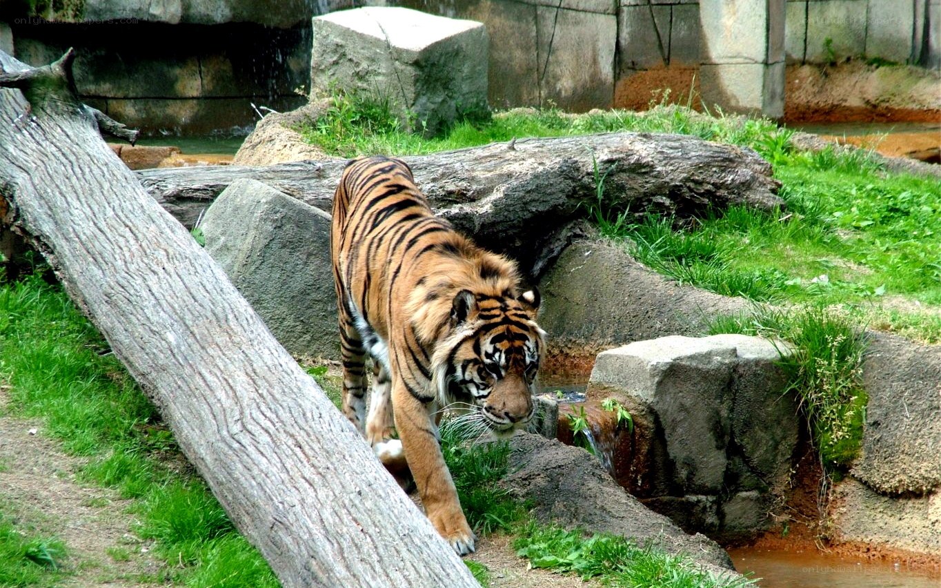 tiger walking in enclosure