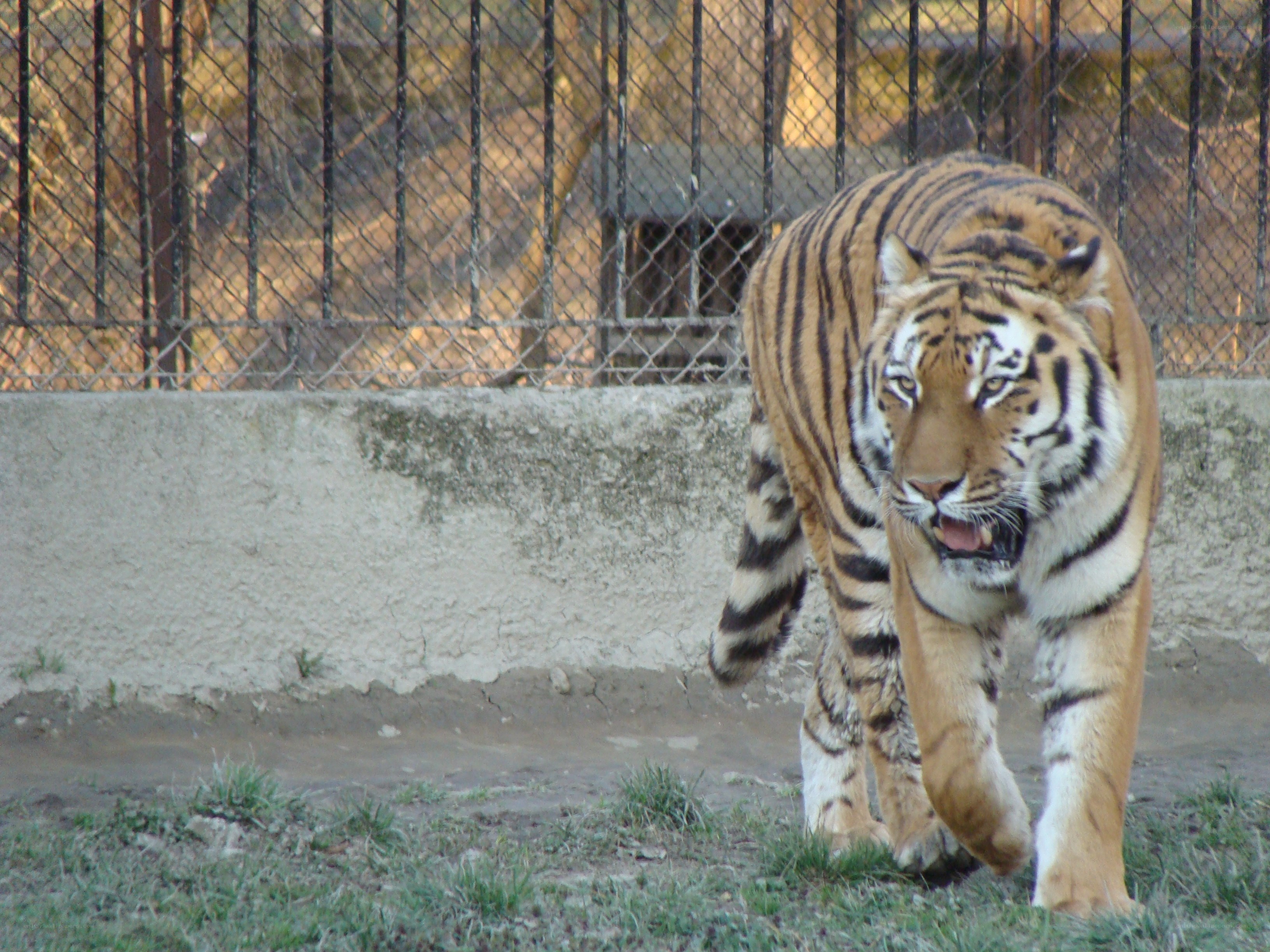tiger walking in enclosure