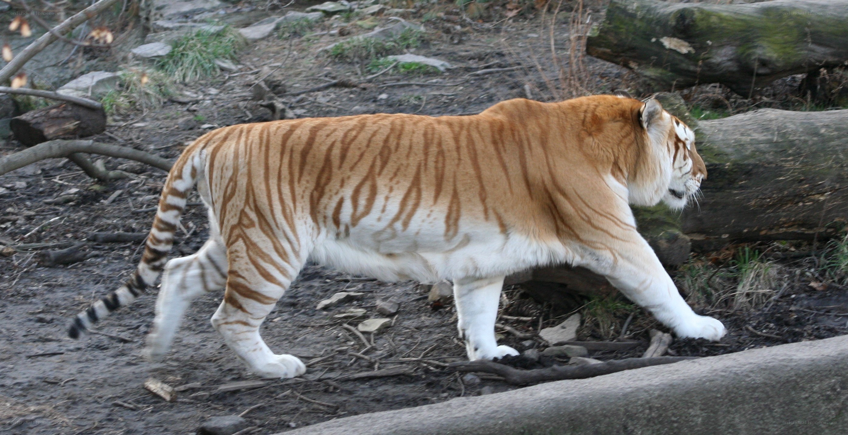 tiger walking in enclosure