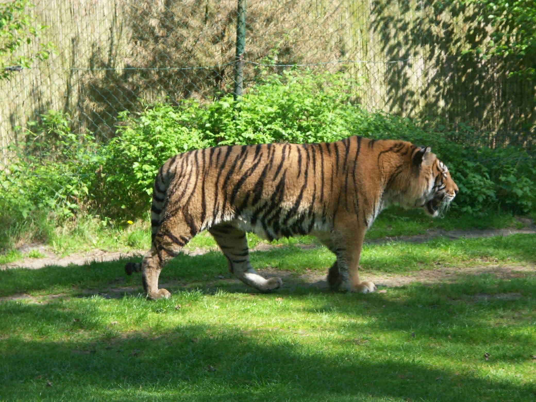 tiger walking in enclosure