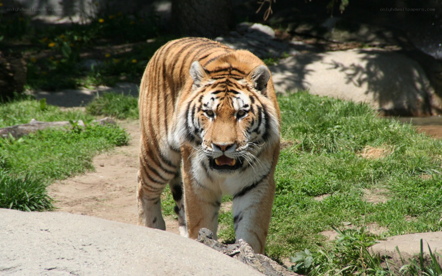 Tiger walking in enclosure