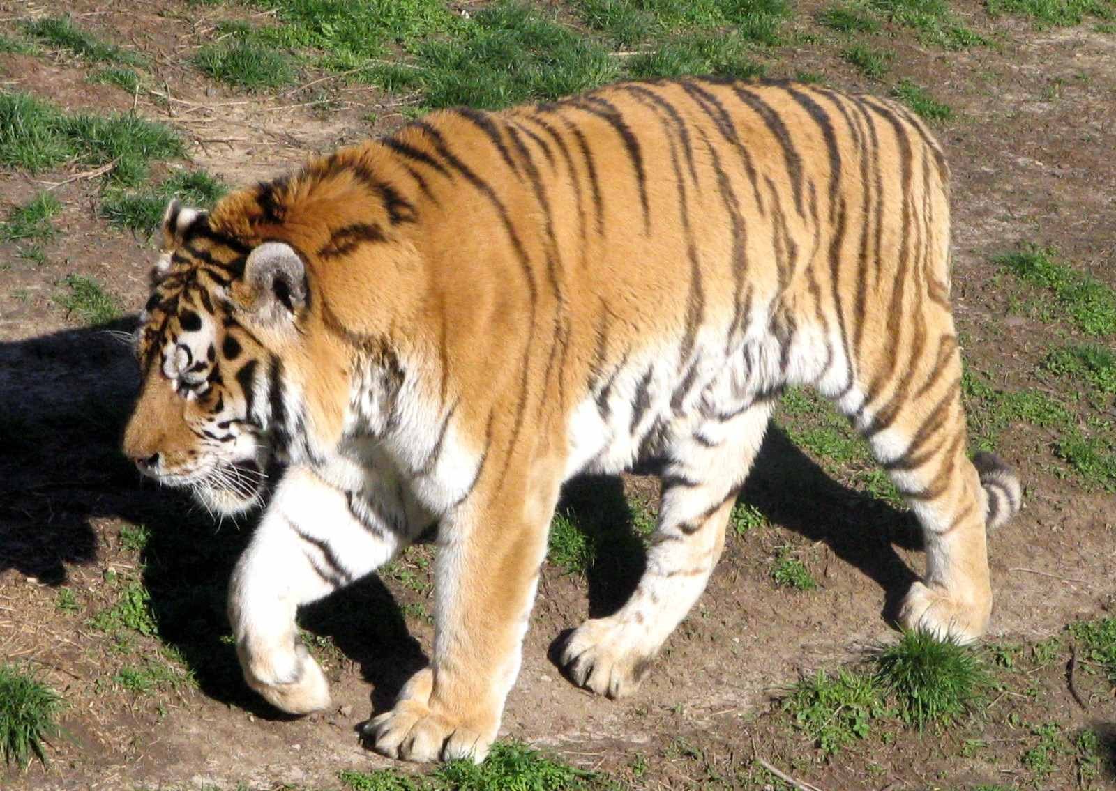 tiger walking in enclosure