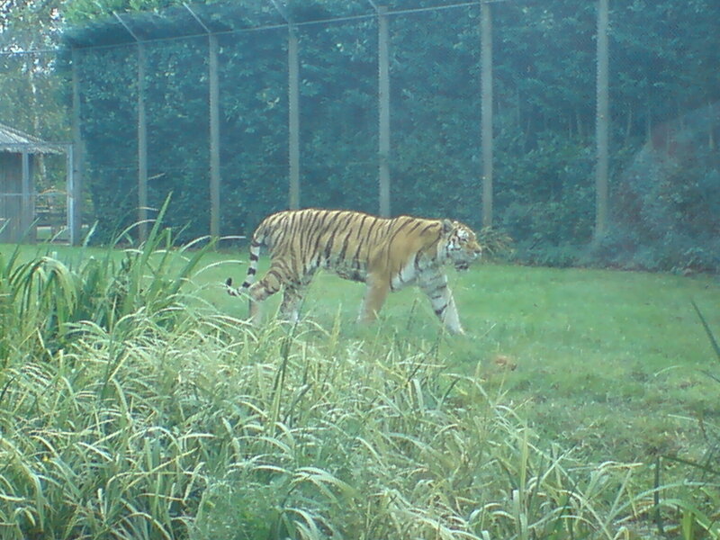 tiger walking in enclosure