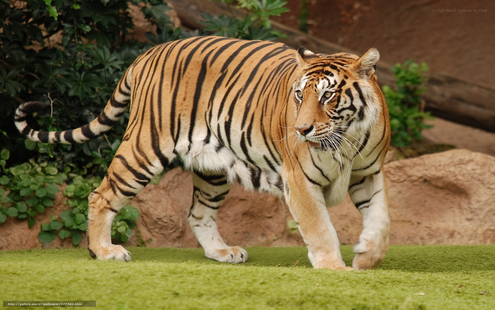 tiger walking in enclosure