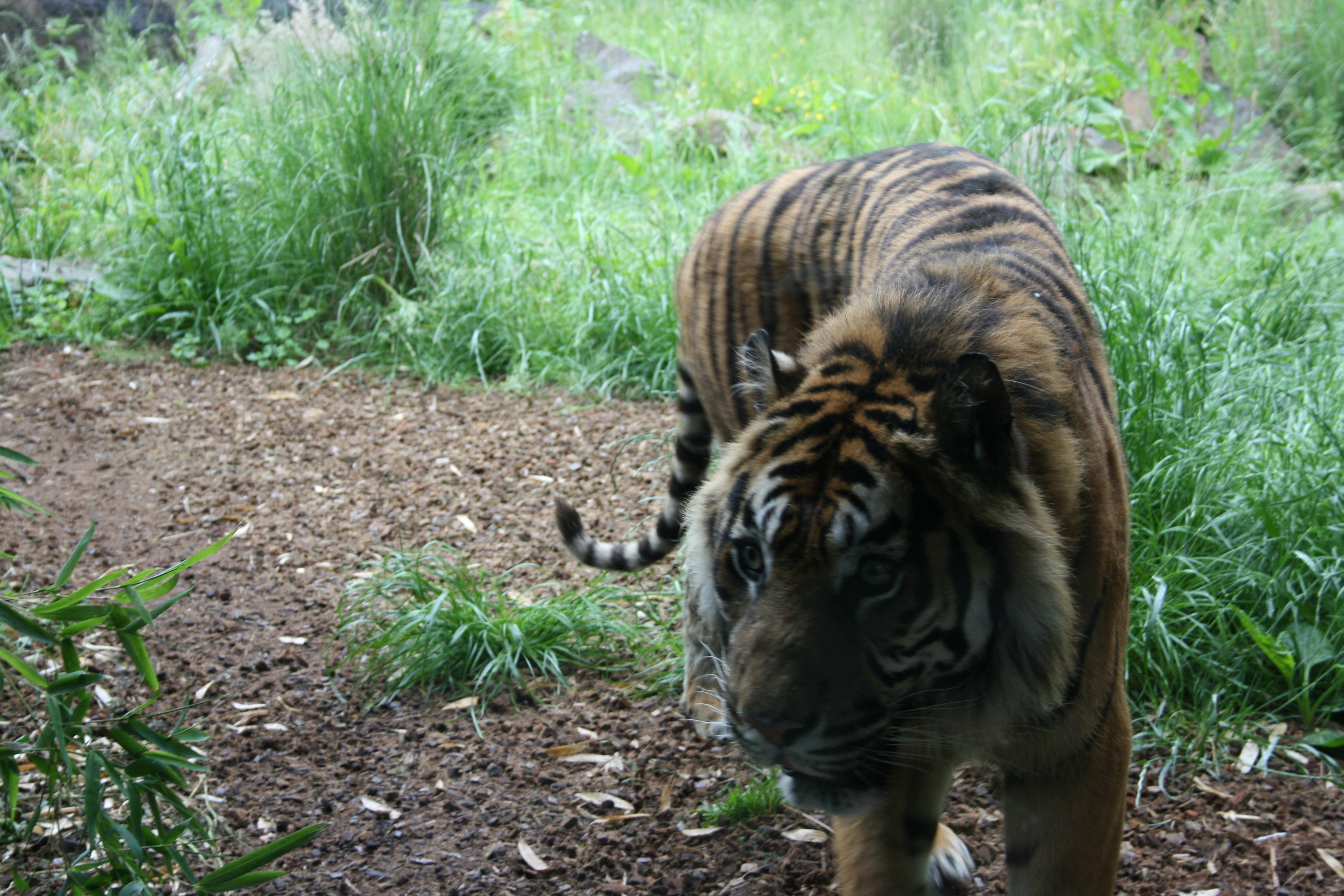 tiger walking in enclosure
