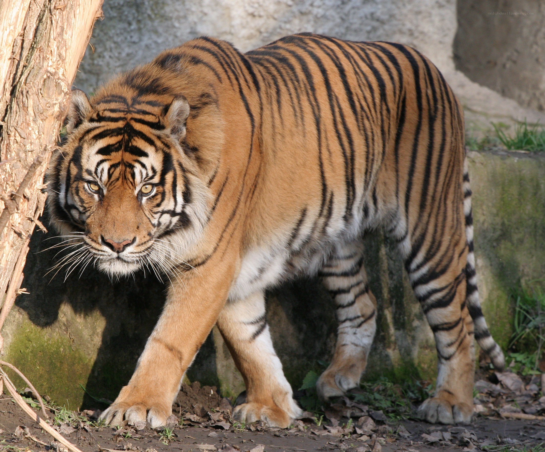 tiger walking in enclosure