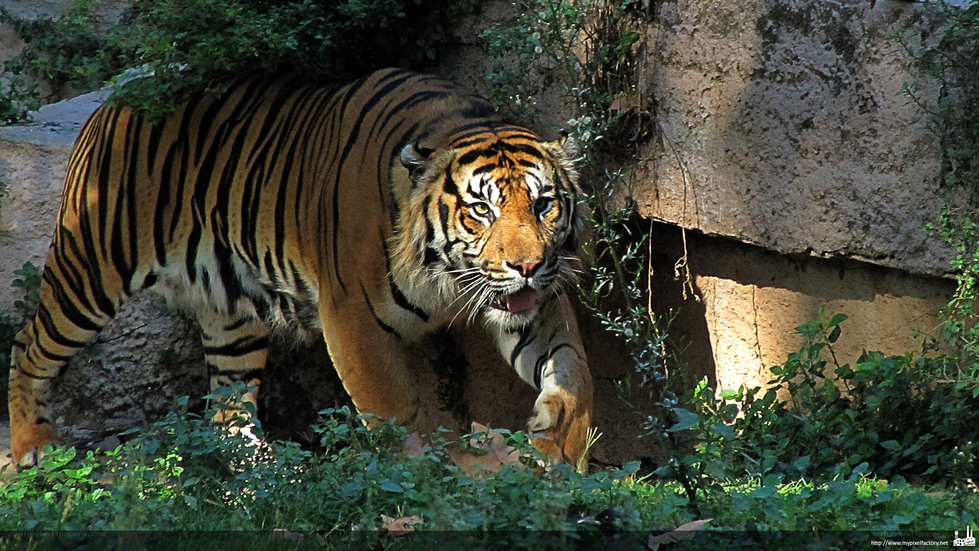 tiger walking in enclosure