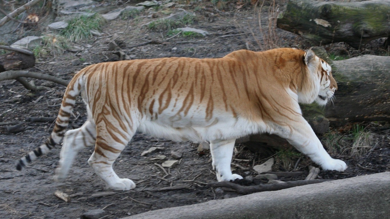 tiger walking in enclosure