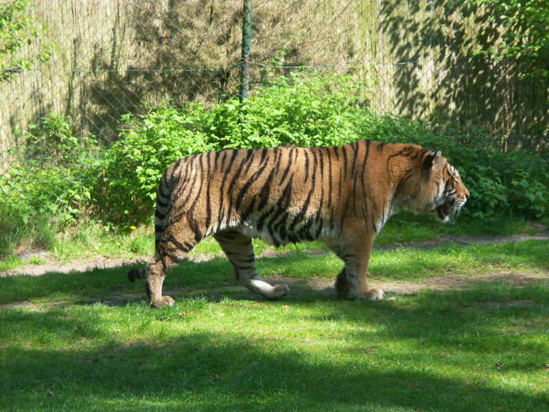 Tiger Walking in Enclosure — Green