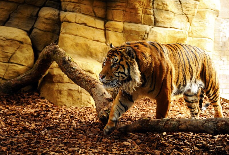 Tiger Walking in Enclosure — Orange, Natural, Photograph