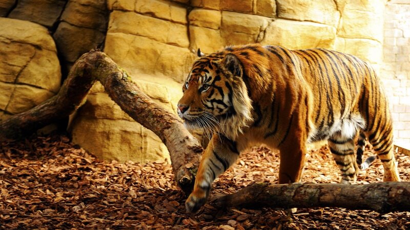 Tiger Walking in Enclosure — Orange