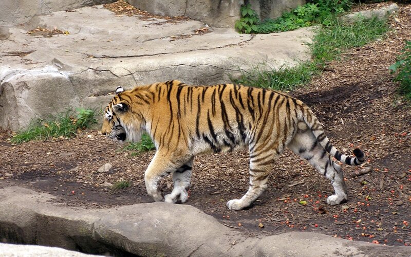 tiger walking in enclosure