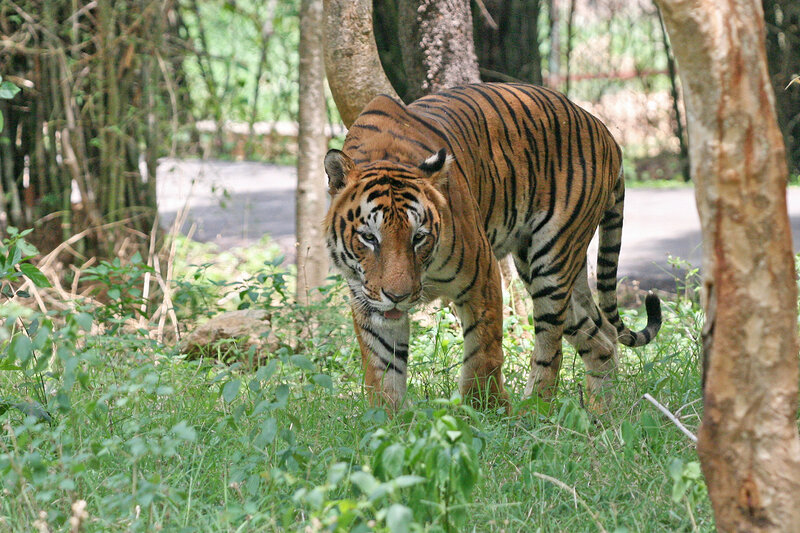 tiger walking in forest