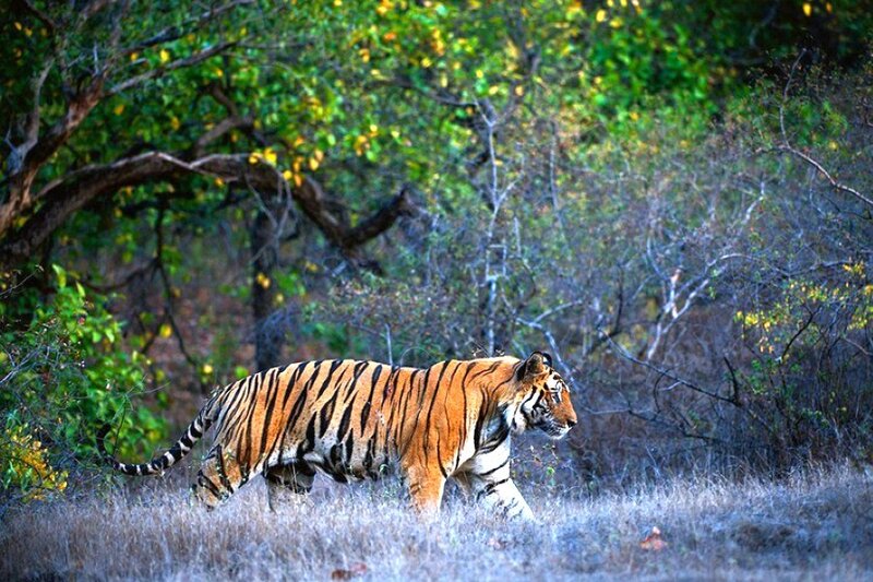 Tiger walking in forest