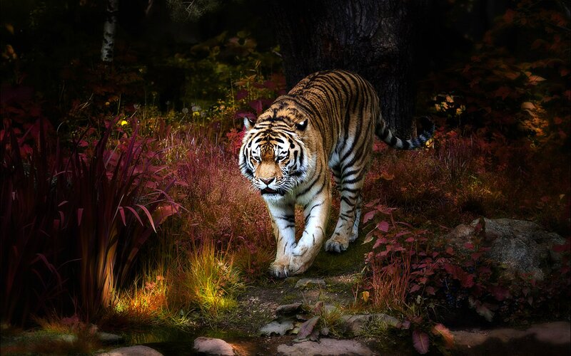 Tiger Walking in Forest — Brown, Dramatic