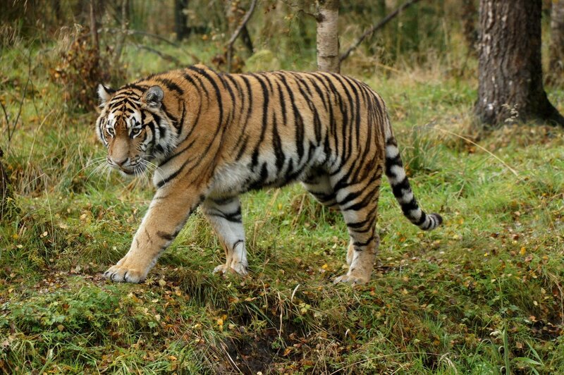 Tiger Walking in Forest — Brown, Natural