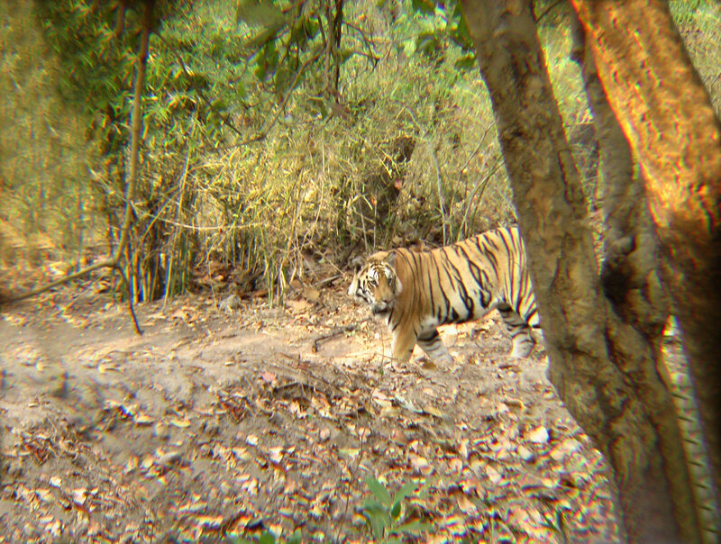 Tiger Walking in Forest — Brown