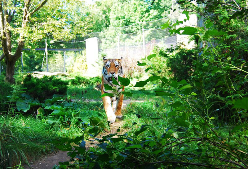 Tiger Walking in Forest — Green