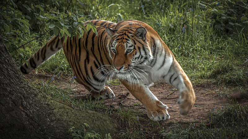 Tiger Walking in Forest — Orange, Dramatic, Afternoon