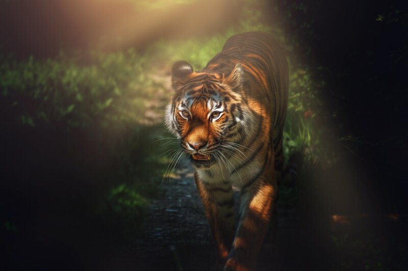 Tiger Walking in Forest — Orange, Dramatic