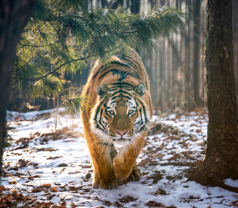 Tiger Walking in Forest — Orange, Dramatic, Winter