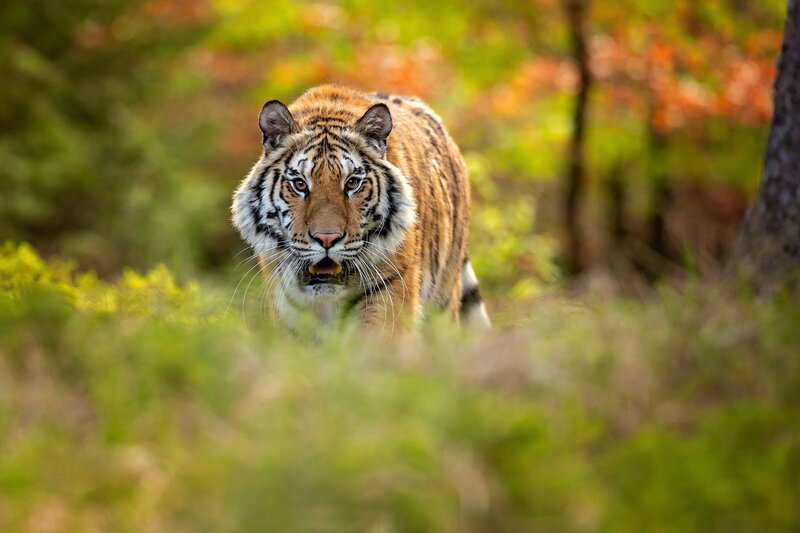 Tiger Walking in Forest — Orange, Intense