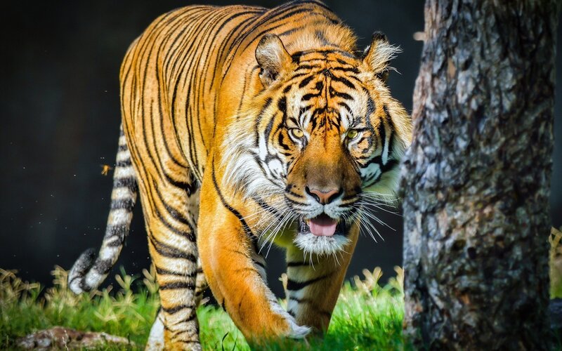 Tiger Walking in Forest — Orange