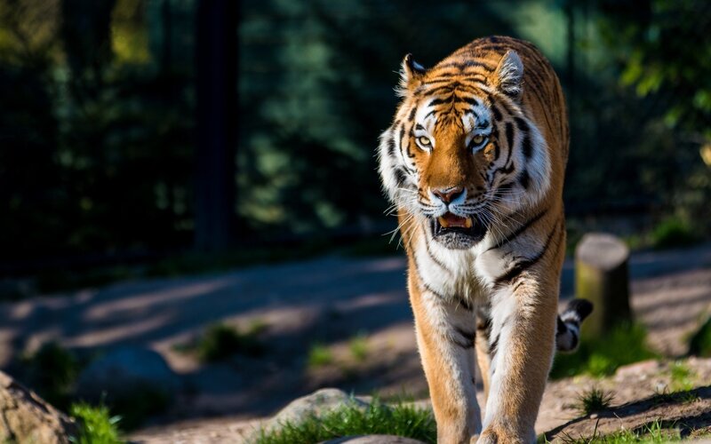 tiger walking in forest