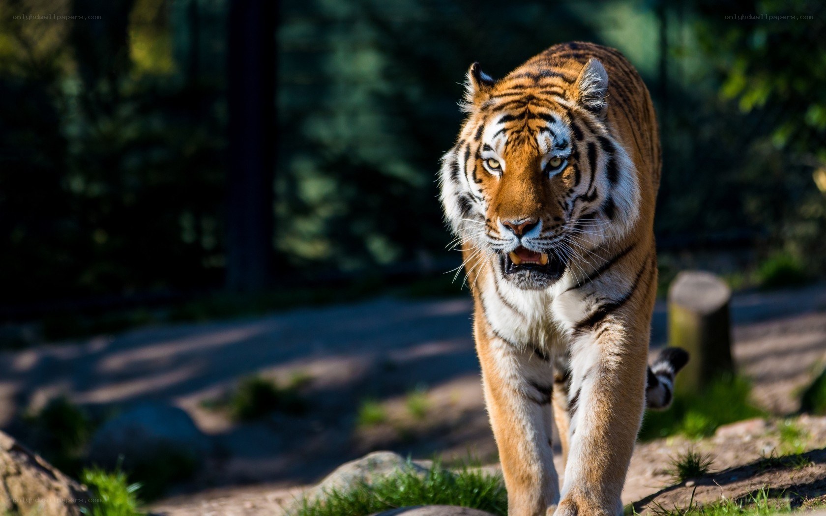 tiger walking in forest