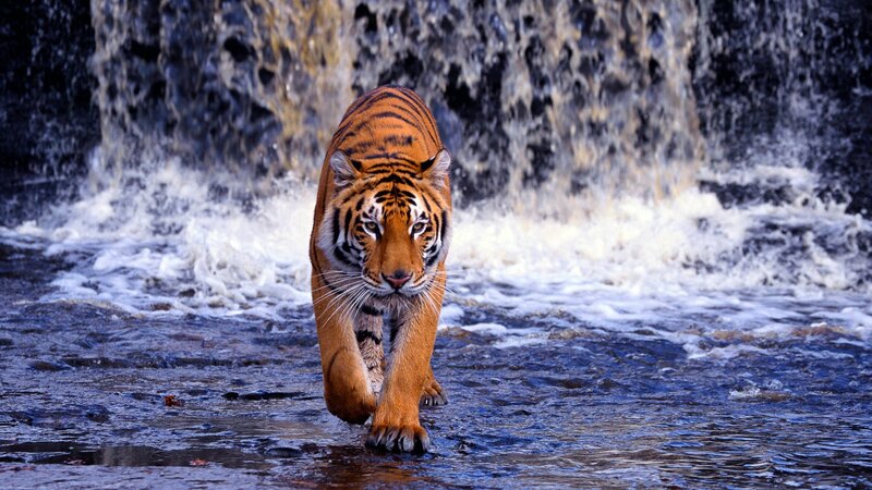 Tiger walking in front of waterfall