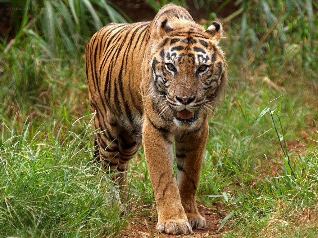 Tiger walking in grass