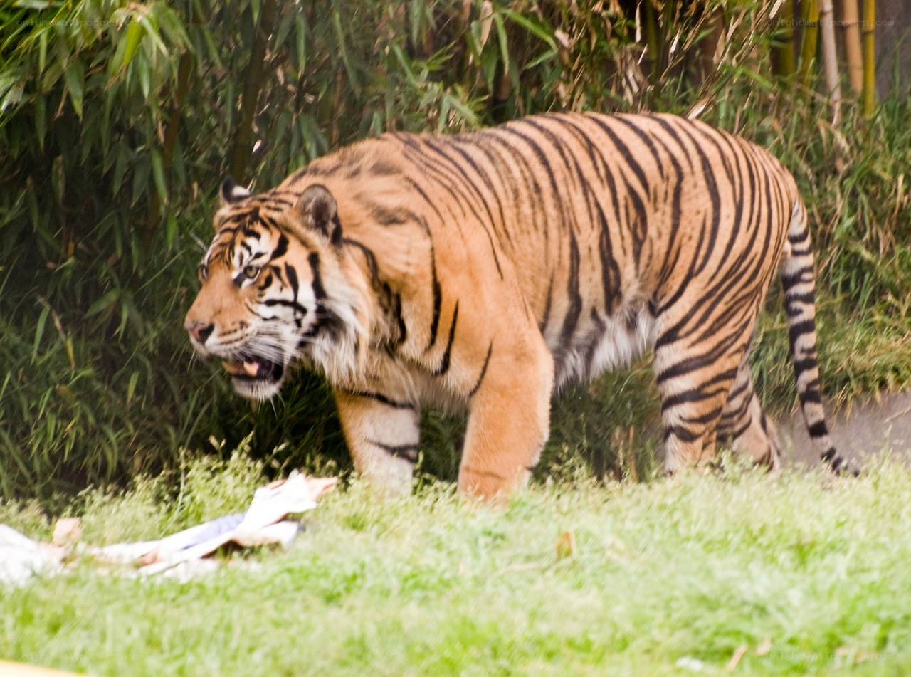 tiger walking in grass