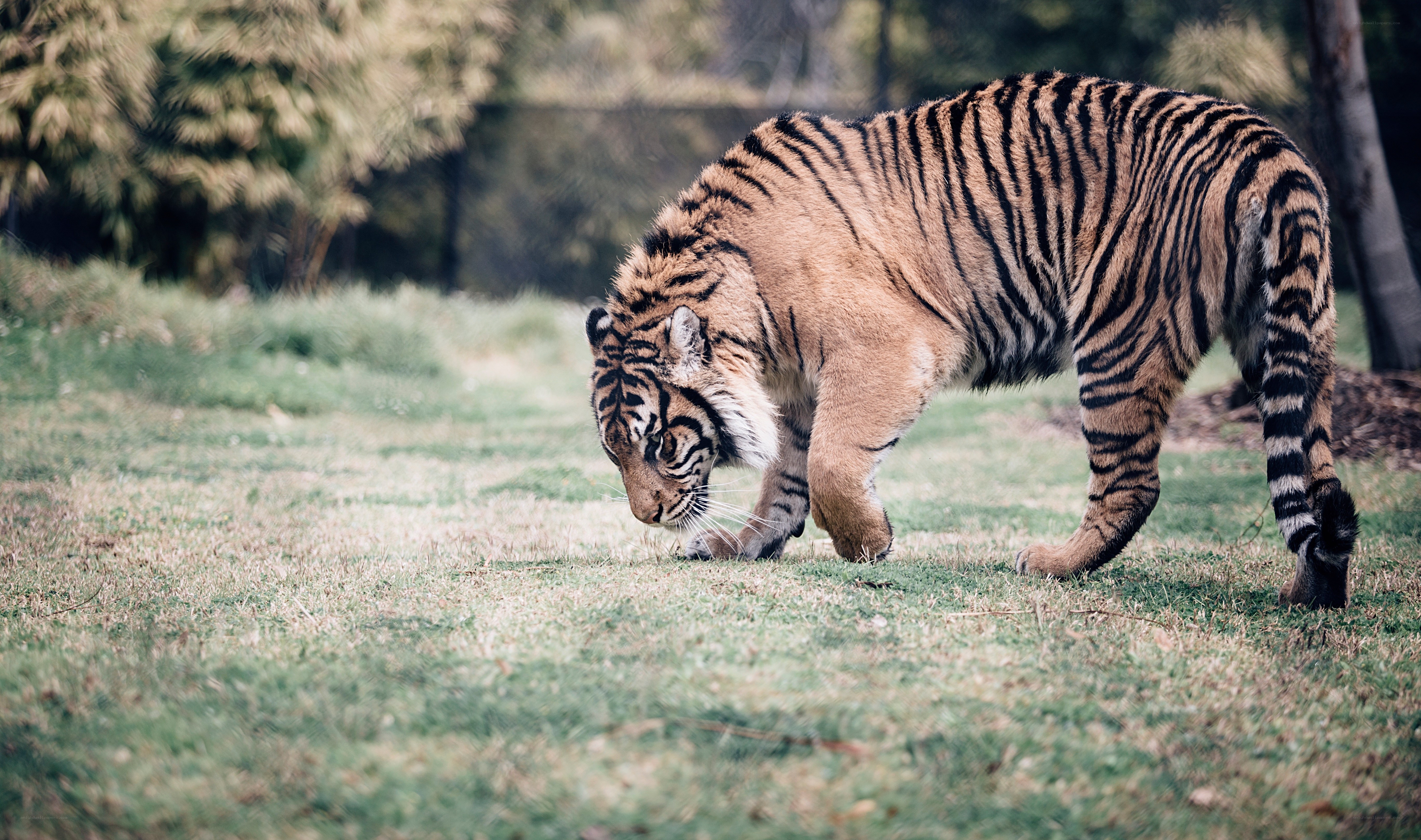 tiger walking in grass