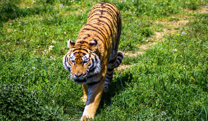 tiger walking in grass