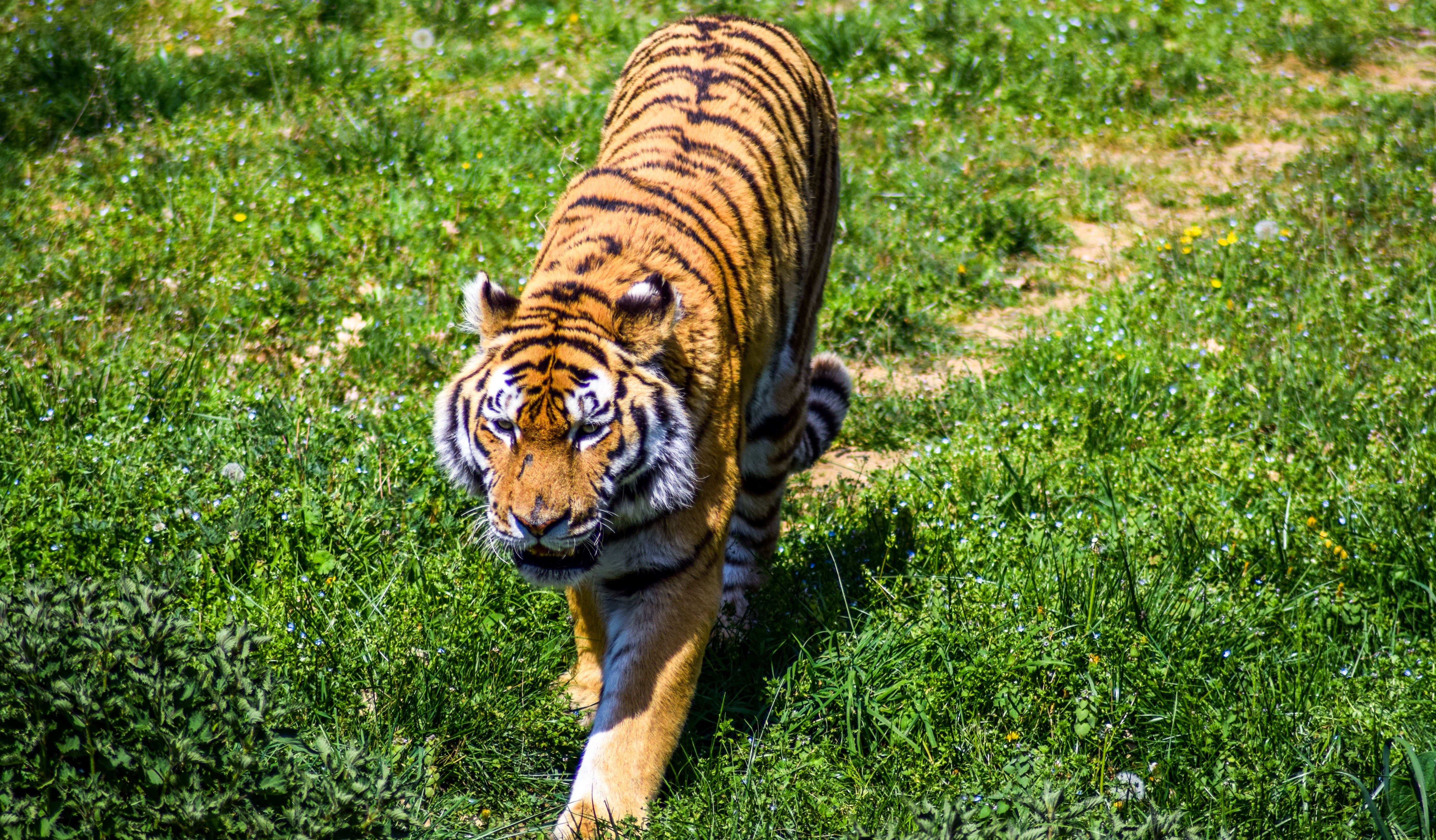 tiger walking in grass