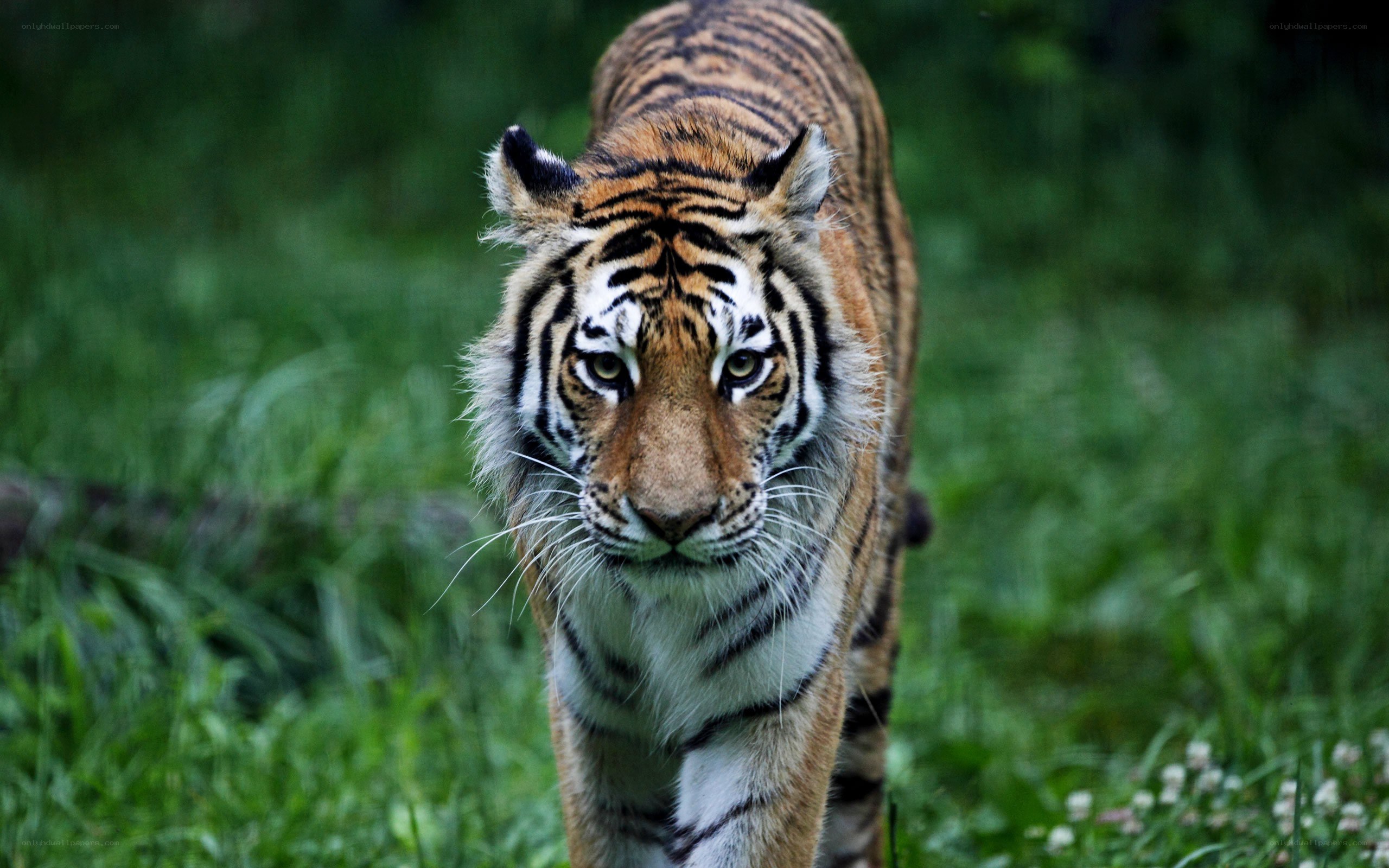 tiger walking in grass