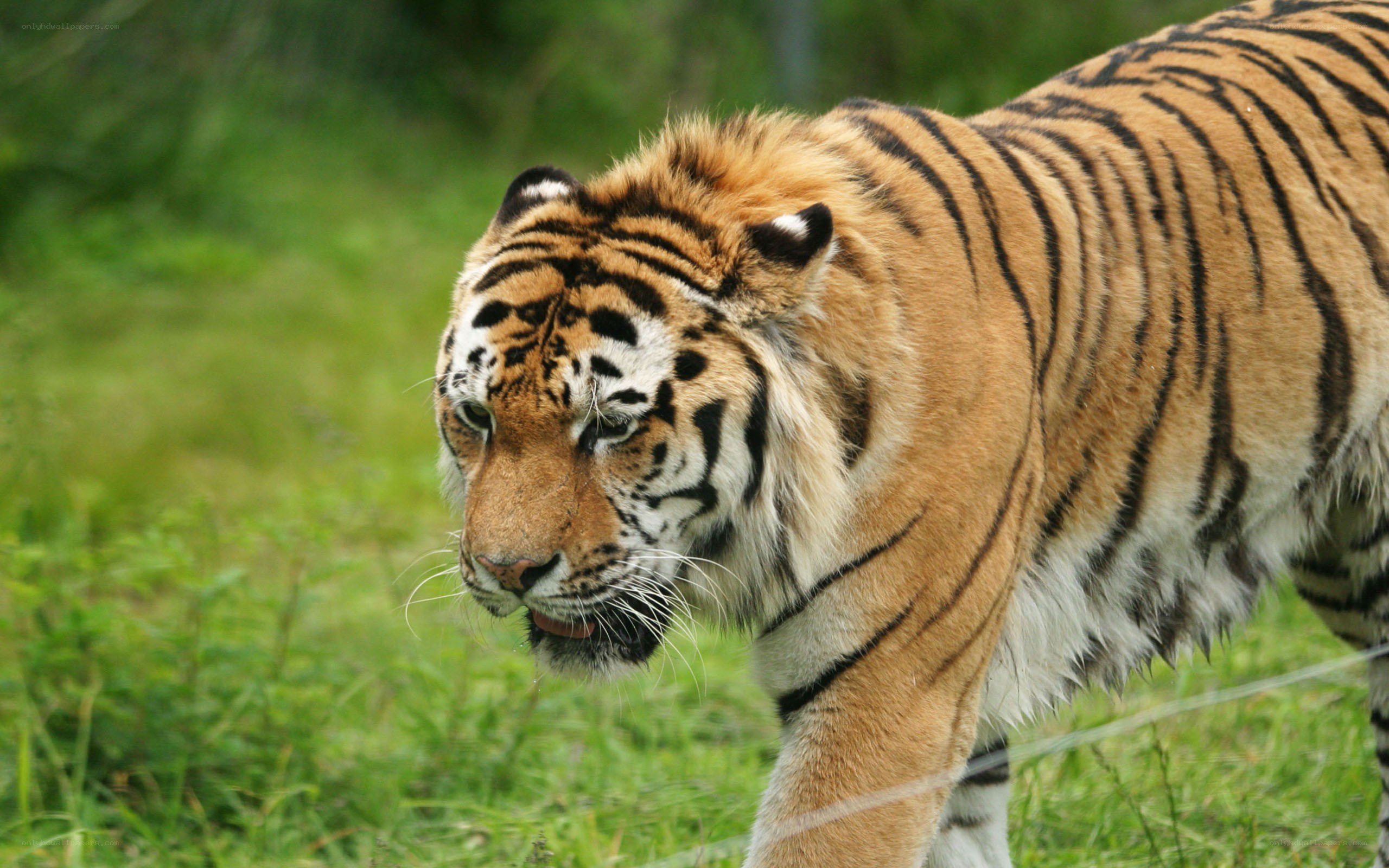 tiger walking in grass