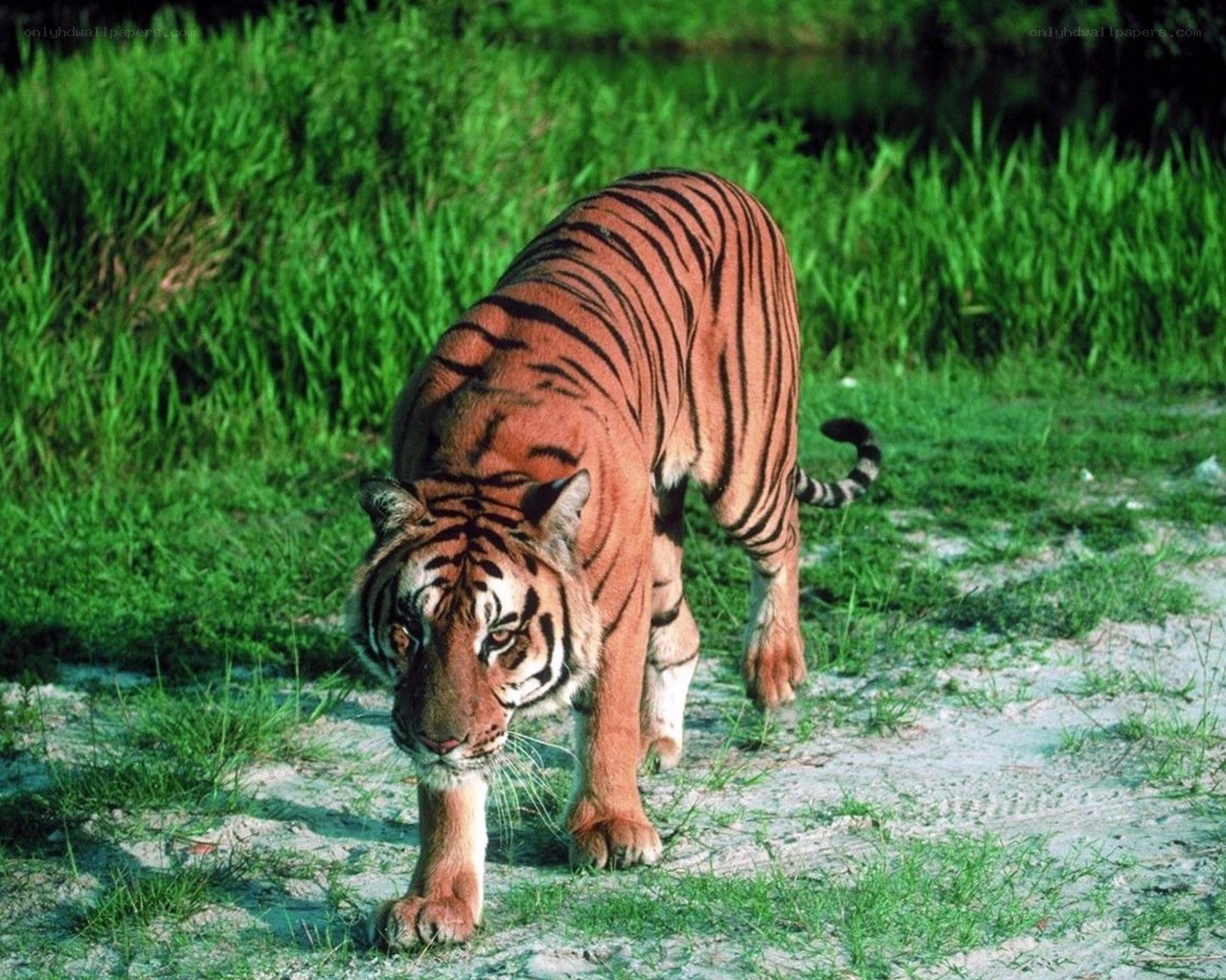 Tiger walking in grass