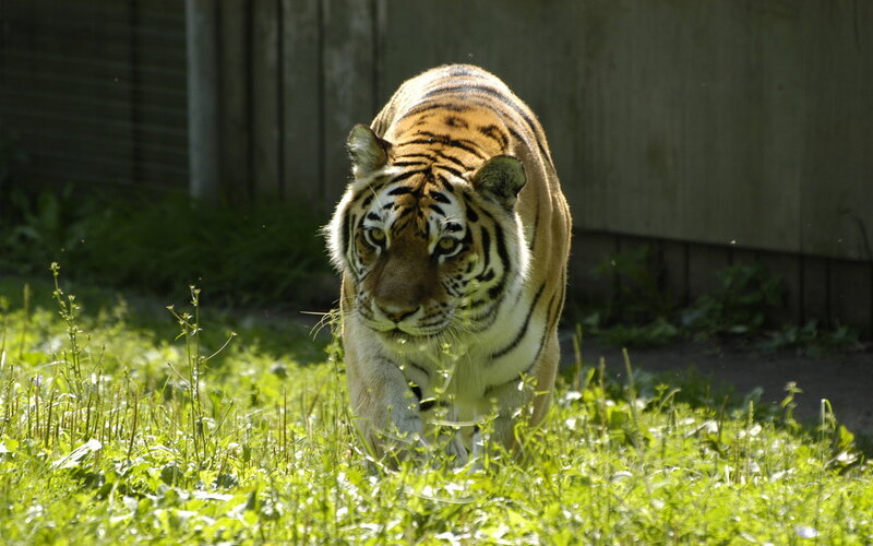 Tiger Walking in Grass — Green, Alert, Afternoon