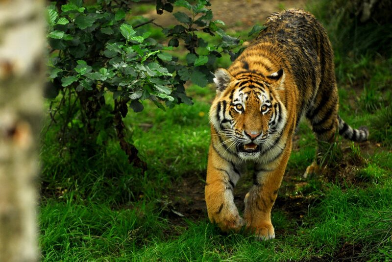 Tiger Walking in Grass — Green, Alert