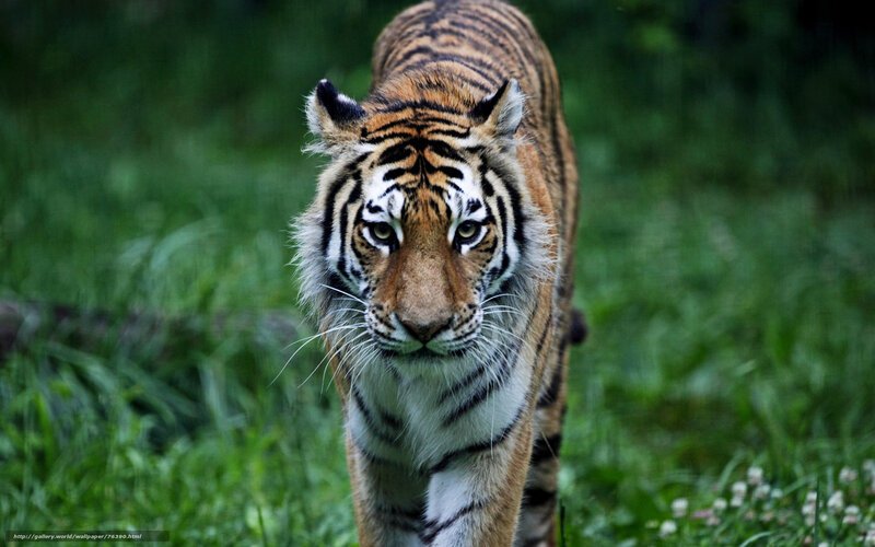 Tiger Walking in Grass — Green, Intense, Photograph