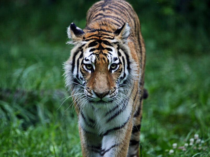 Tiger Walking in Grass — Green, Intense