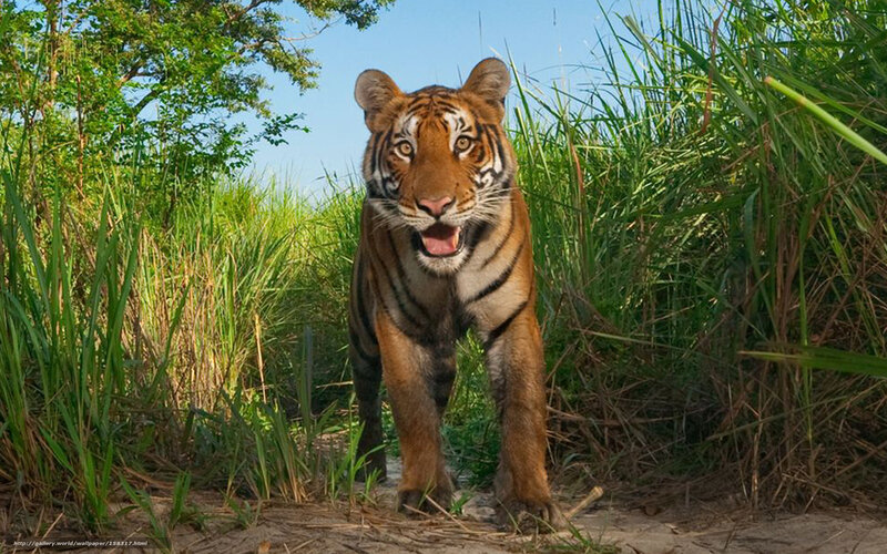 Tiger Walking in Grass — Green, Natural, Afternoon