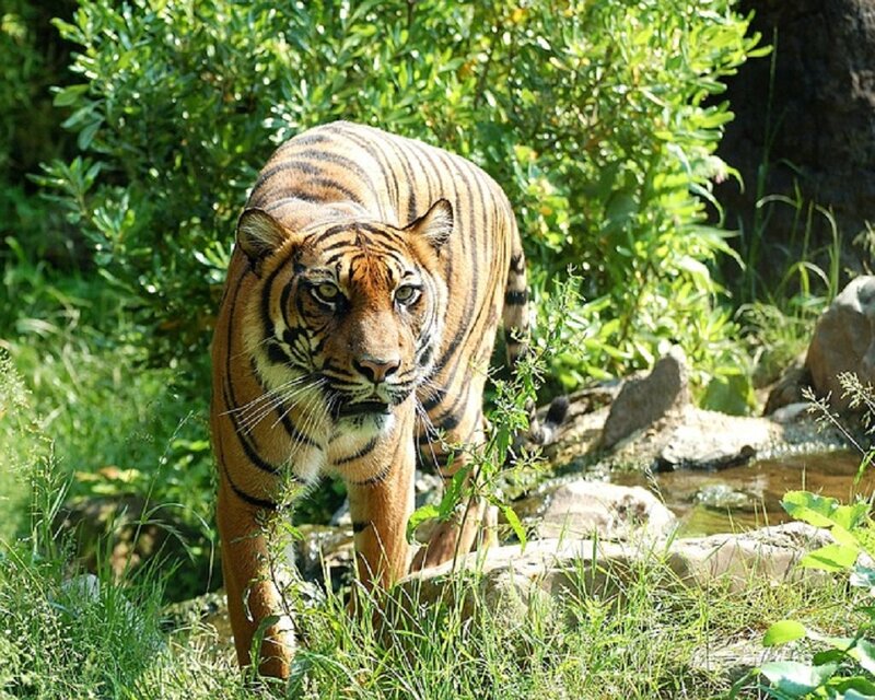 Tiger Walking in Grass — Green, Natural