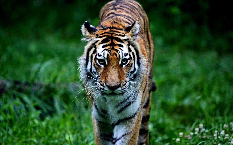 Tiger Walking in Grass — Green